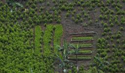 Monitoreo de la ONU ha sobreestimado cultivos coca hasta un 901 %.