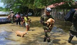 Animales rescatados en Córdoba. / Foto: Ejército.