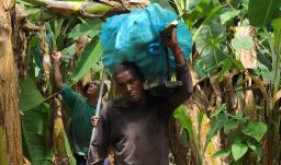 En 2025, la agroindustria en Colombia creció 31%.