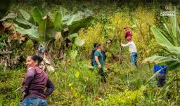 Gobierno firma acuerdo de sustitución de coca con disidencia FARC.