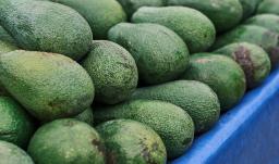 Exportaciones de aguacate hass colombiano se disparan 45,7% 