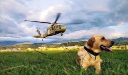 Ejército gradúa 38 nuevos enfermeros caninos.