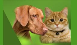 programa-nacional-esterilizacion-gatos-perros