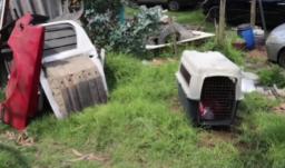 Cae red de pelea de perros. / Foto: Captura de video.