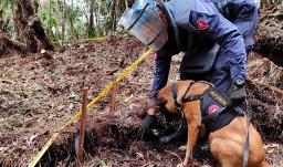 77 veredas en Caquetá quedaron libres de sospecha de minas antipersona tras desminado del Ejército
