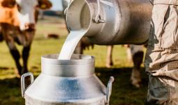 Sector lechero en Colombia. / Foto: Asoleche.