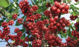 fotografía de primer plano de un cafeto cargado de granos para cosechar
