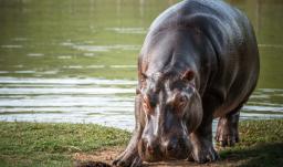Hipopótamo. / Foto: MinAmbiente.