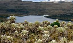 Parque Natural Sumapaz. / Foto: Parque Natural Sumapaz.