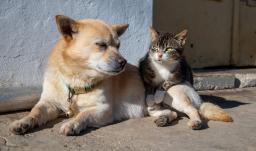 UE prohíbe cortar orejas y colas: una ley histórica cambia para siempre la vida de millones de mascotas