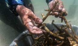 Cómo antiguos pescadores ahora siembran corales para salvar el Caribe