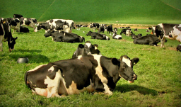 vacas en el campo, una de ellas acostada primer plano cuerpo entero