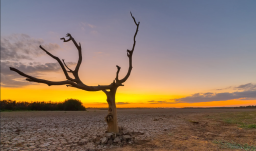 terreno seco, con un árbol seco en primer plano  y al fondo sol