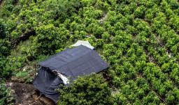Colombia y ONU acuerdan monitoreo conjunto de la producción de cocaína