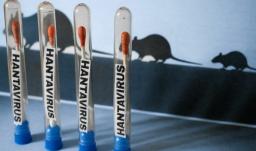  número de casos de hantavirus detectados