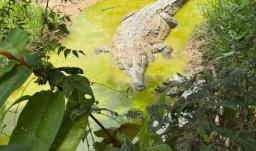 Plan para la liberación del caimán llanero, un reptil al borde de la extinción