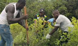 Cultivos de coca empezaron curva descendente Colombia