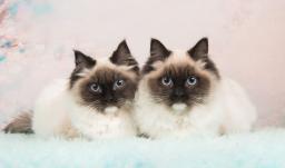 ¿Qué hacer con tu gato durante un sismo? Recomendaciones para protegerlo 