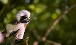 Especies amenazadas: coalición de 16 países en la COP17 entre ellos Colombia