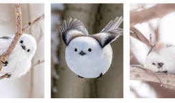 Hada de la nieve ave de Japón