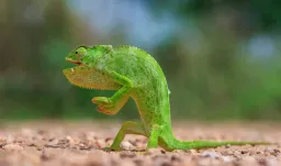 Las fotos más divertidas del reino animal que compiten por el premio Nikon Comedy Wildlife 2026