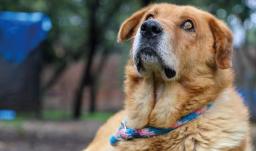 Corte prohíbe sacrificar animales por vejez extrema. Foto: Alcaldía de Bogotá.