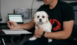 ¿Puede llevar a su perro o gato al trabajo? Estas son las reglas que Colombia está por definir