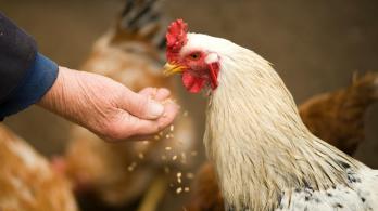 OMS confirma primera muerte humana mundial por gripe aviar H5N2; sucedió en México