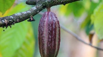 MinAgricultura abrió convocatoria para elegir a los 9 mejores cacaoteros. / Foto: MinAgricultura.