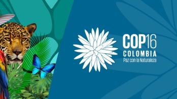 COP 16