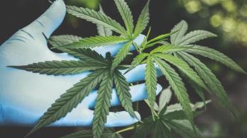 Representación de la legalización en el uso del cannabis.