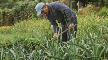 Gobierno destina más de $54.130 millones para subsidios en seguros a familias campesinas