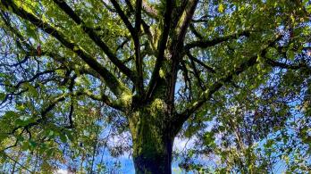 Árbol de 200 años en la reserva Thomas van der Hammen