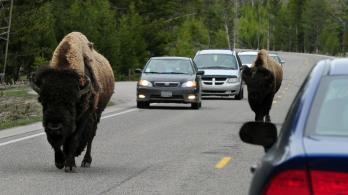 Bisontes de Yellowstone.