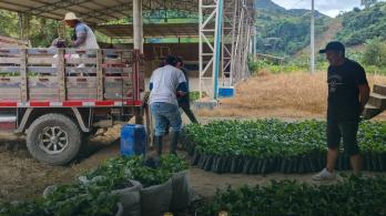 Sustitución de cultivos. / Foto: X Dirección de Sustitución.