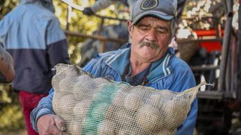 MinAgricultura ofrece alivios al sector papero: condonaciones de hasta el 100%