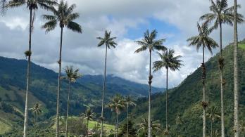 Valle del Cocorá. / Foto: ProColombia.