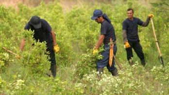 Sutitución de cultivos lícitos