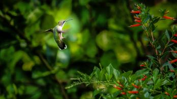 La inversión del CAF están destinados a la transición energética justa, seguridad hídrica, movilidad sostenible, prosperidad agrícola y conservación de ecosistemas estratégicos. 