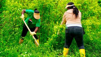 Consejos comunitarios Tumaco pactan erradicación voluntaria de coca.