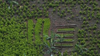 Monitoreo de la ONU ha sobreestimado cultivos coca hasta un 901 %.