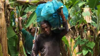 En 2025, la agroindustria en Colombia creció 31%.