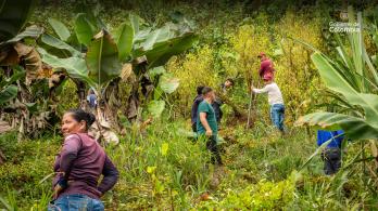 Gobierno firma acuerdo de sustitución de coca con disidencia FARC.