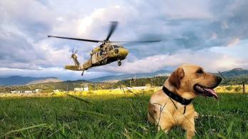 Ejército gradúa 38 nuevos enfermeros caninos.