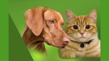 programa-nacional-esterilizacion-gatos-perros