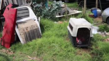 Cae red de pelea de perros. / Foto: Captura de video.