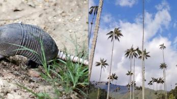 Tráfico ilegal de fauna en Semana Santa: Alerta del Ministerio de Ambiente
