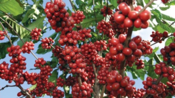 fotografía de primer plano de un cafeto cargado de granos para cosechar