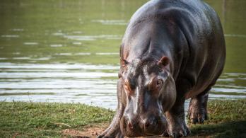 Hipopótamo. / Foto: MinAmbiente.