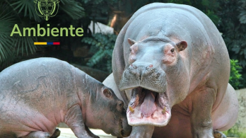 Hipopótamos MinAmbiente 